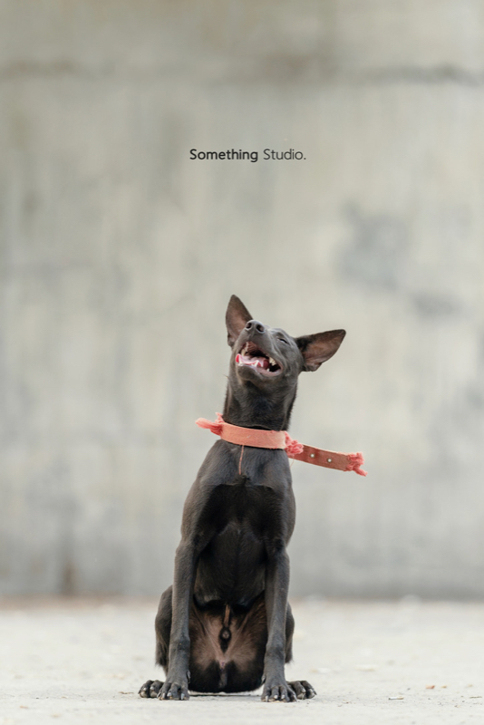 SOMETHINGSTUDIO,三牲工作室,三牲,中途攝影,寵物寫真,寵物攝影,寵物肖像,毛孩,毛孩寫真,汪星人,領養不棄養,領養代替購買