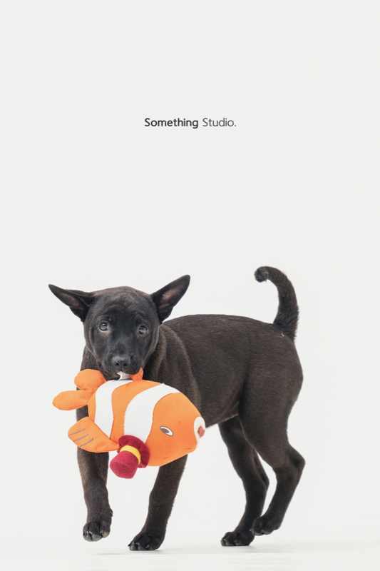 SOMETHINGSTUDIO,三牲工作室,三牲,中途攝影,寵物寫真,寵物攝影,寵物肖像,毛孩,毛孩寫真,汪星人,領養不棄養,領養代替購買