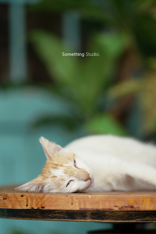 SOMETHINGSTUDIO,三牲工作室,三牲,中途攝影,寵物寫真,寵物攝影,寵物肖像,毛孩,毛孩寫真,汪星人,領養不棄養,領養代替購買