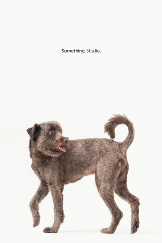 SOMETHINGSTUDIO,三牲工作室,三牲,中途攝影,寵物寫真,寵物攝影,寵物肖像,毛孩,毛孩寫真,汪星人,領養不棄養,領養代替購買