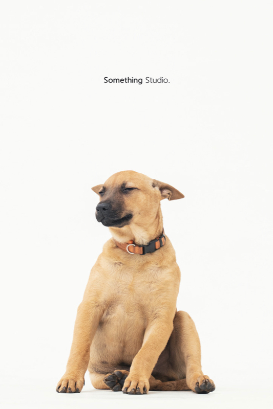 SOMETHINGSTUDIO,三牲工作室,三牲,中途攝影,寵物寫真,寵物攝影,寵物肖像,毛孩,毛孩寫真,汪星人,領養不棄養,領養代替購買