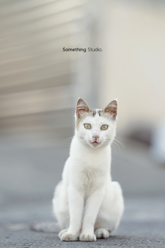 SOMETHINGSTUDIO,三牲工作室,三牲,中途攝影,寵物寫真,寵物攝影,寵物肖像,毛孩,毛孩寫真,汪星人,領養不棄養,領養代替購買