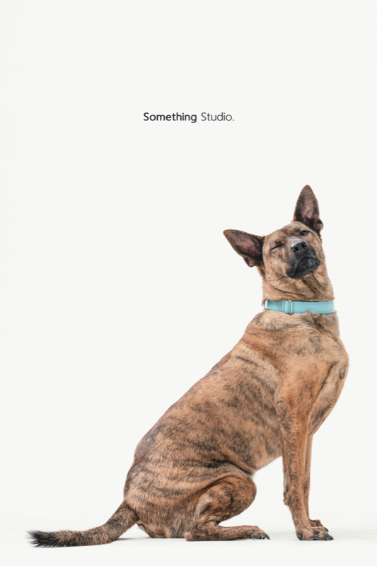 SOMETHINGSTUDIO,三牲工作室,三牲,中途攝影,寵物寫真,寵物攝影,寵物肖像,毛孩,毛孩寫真,汪星人,領養不棄養,領養代替購買
