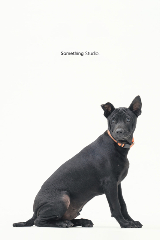 SOMETHINGSTUDIO,三牲工作室,三牲,中途攝影,寵物寫真,寵物攝影,寵物肖像,毛孩,毛孩寫真,汪星人,領養不棄養,領養代替購買