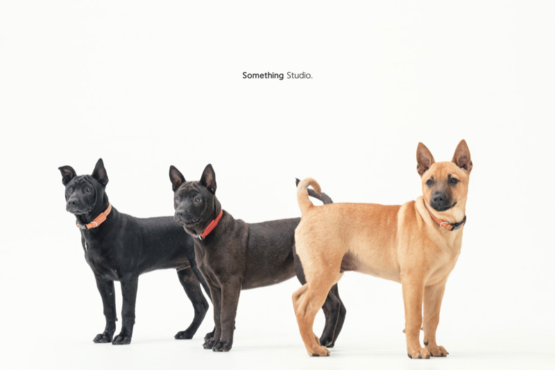 SOMETHINGSTUDIO,三牲工作室,三牲,中途攝影,寵物寫真,寵物攝影,寵物肖像,毛孩,毛孩寫真,汪星人,領養不棄養,領養代替購買
