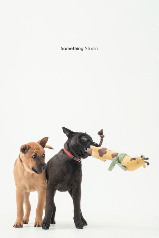 SOMETHINGSTUDIO,三牲工作室,三牲,中途攝影,寵物寫真,寵物攝影,寵物肖像,毛孩,毛孩寫真,汪星人,領養不棄養,領養代替購買