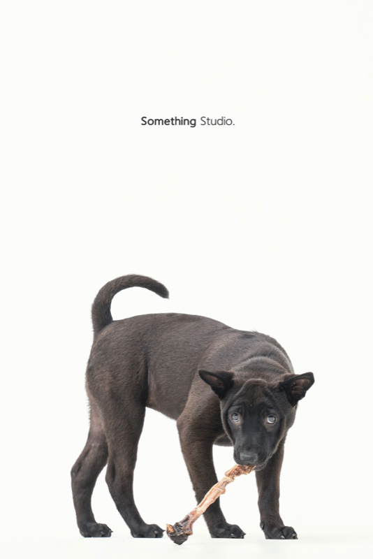 SOMETHINGSTUDIO,三牲工作室,三牲,中途攝影,寵物寫真,寵物攝影,寵物肖像,毛孩,毛孩寫真,汪星人,領養不棄養,領養代替購買