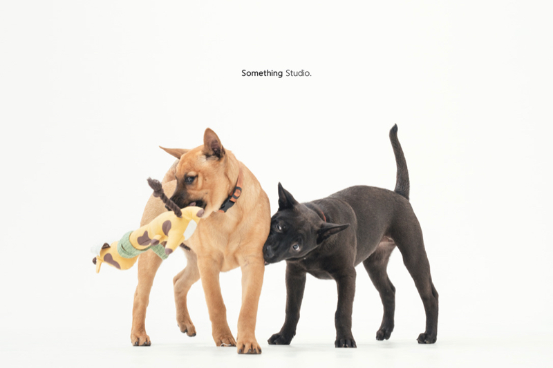 SOMETHINGSTUDIO,三牲工作室,三牲,中途攝影,寵物寫真,寵物攝影,寵物肖像,毛孩,毛孩寫真,汪星人,領養不棄養,領養代替購買