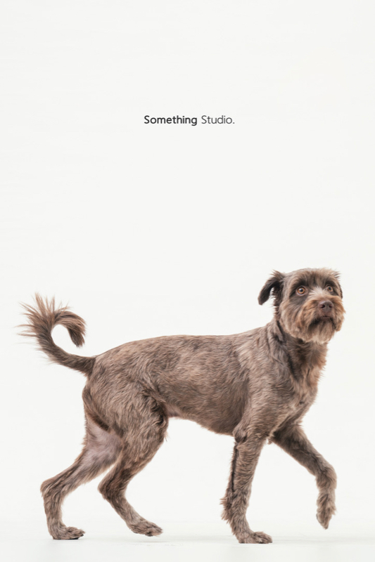 SOMETHINGSTUDIO,三牲工作室,三牲,中途攝影,寵物寫真,寵物攝影,寵物肖像,毛孩,毛孩寫真,汪星人,領養不棄養,領養代替購買
