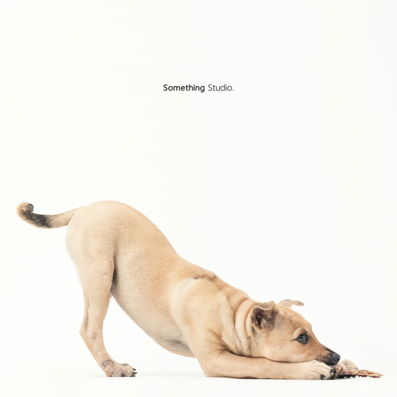 SOMETHINGSTUDIO,三牲工作室,三牲,中途攝影,寵物寫真,寵物攝影,寵物肖像,毛孩,毛孩寫真,汪星人,領養不棄養,領養代替購買