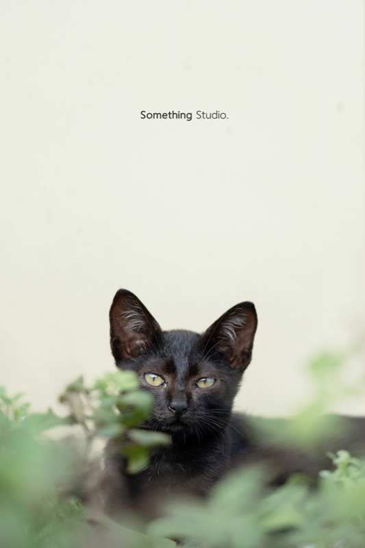 SOMETHINGSTUDIO,三牲工作室,三牲,中途攝影,寵物寫真,寵物攝影,寵物肖像,毛孩,毛孩寫真,汪星人,領養不棄養,領養代替購買