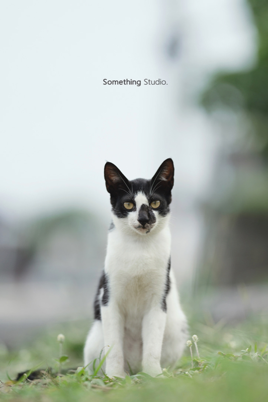 SOMETHINGSTUDIO,三牲工作室,三牲,中途攝影,寵物寫真,寵物攝影,寵物肖像,毛孩,毛孩寫真,汪星人,領養不棄養,領養代替購買