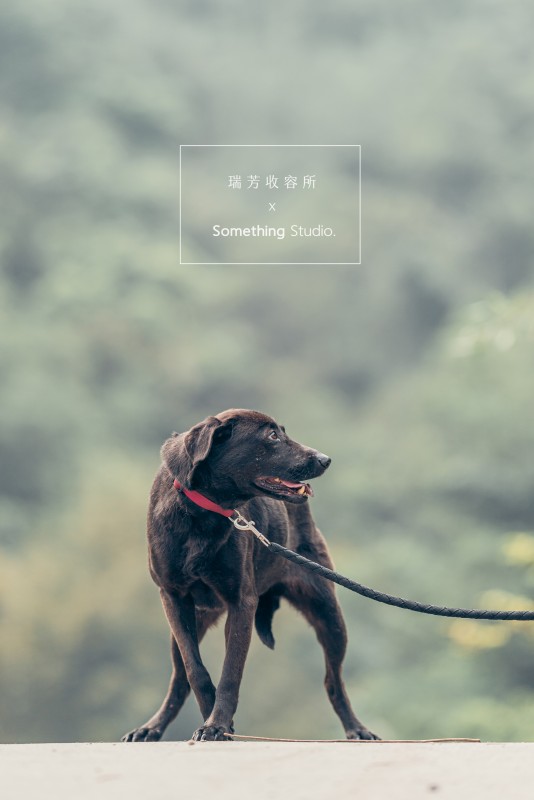 SOMETHINGSTUDIO,三牲工作室,三牲,中途攝影,寵物寫真,寵物攝影,寵物肖像,毛孩,毛孩寫真,汪星人,領養不棄養,領養代替購買,瑞芳收容所,SPCA