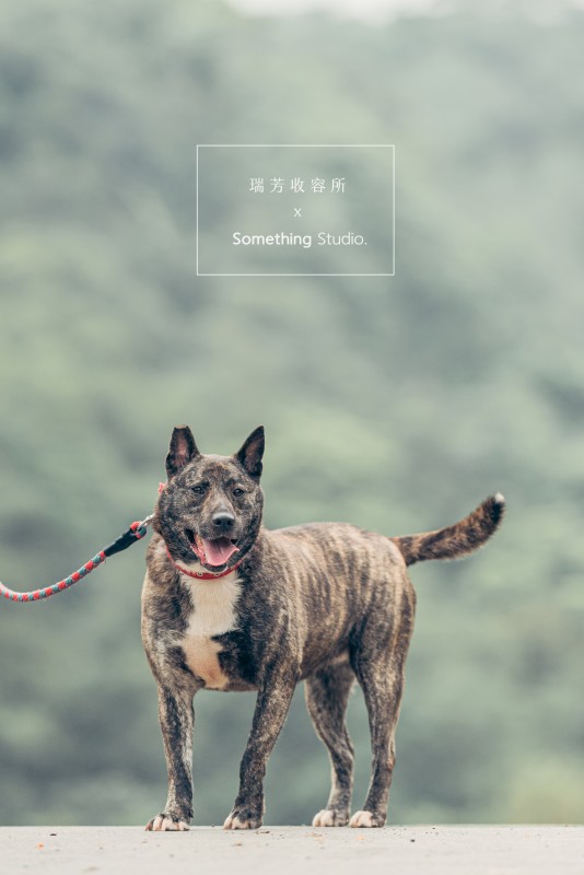 SOMETHINGSTUDIO,三牲工作室,三牲,中途攝影,寵物寫真,寵物攝影,寵物肖像,毛孩,毛孩寫真,汪星人,領養不棄養,領養代替購買,瑞芳收容所,SPCA