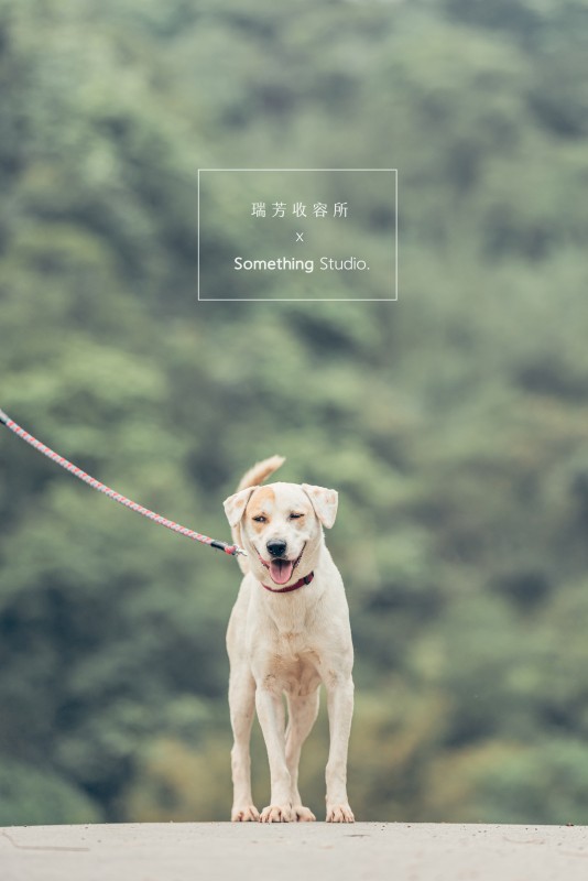 SOMETHINGSTUDIO,三牲工作室,三牲,中途攝影,寵物寫真,寵物攝影,寵物肖像,毛孩,毛孩寫真,汪星人,領養不棄養,領養代替購買,瑞芳收容所,SPCA