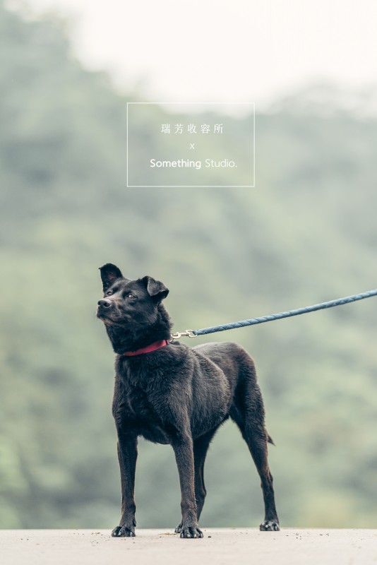 SOMETHINGSTUDIO,三牲工作室,三牲,中途攝影,寵物寫真,寵物攝影,寵物肖像,毛孩,毛孩寫真,汪星人,領養不棄養,領養代替購買,瑞芳收容所,SPCA