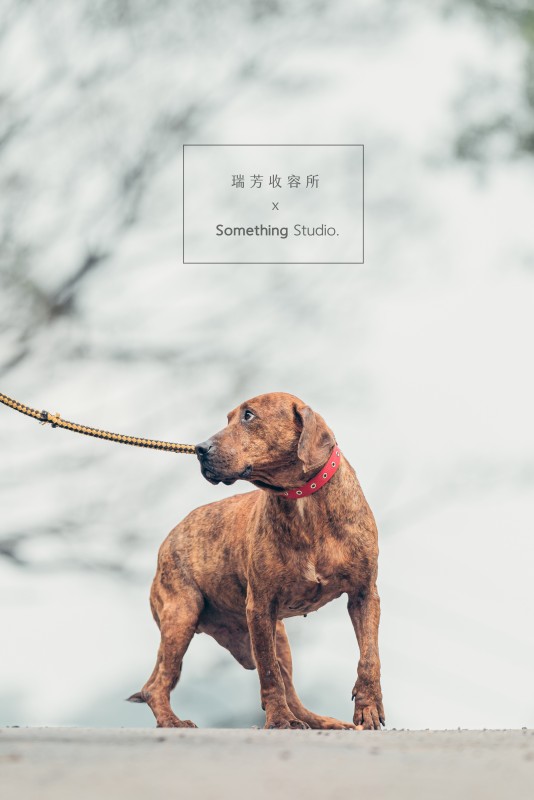 SOMETHINGSTUDIO,三牲工作室,三牲,中途攝影,寵物寫真,寵物攝影,寵物肖像,毛孩,毛孩寫真,汪星人,領養不棄養,領養代替購買,瑞芳收容所,SPCA
