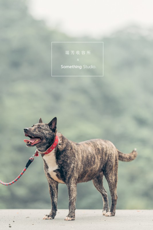 SOMETHINGSTUDIO,三牲工作室,三牲,中途攝影,寵物寫真,寵物攝影,寵物肖像,毛孩,毛孩寫真,汪星人,領養不棄養,領養代替購買,瑞芳收容所,SPCA