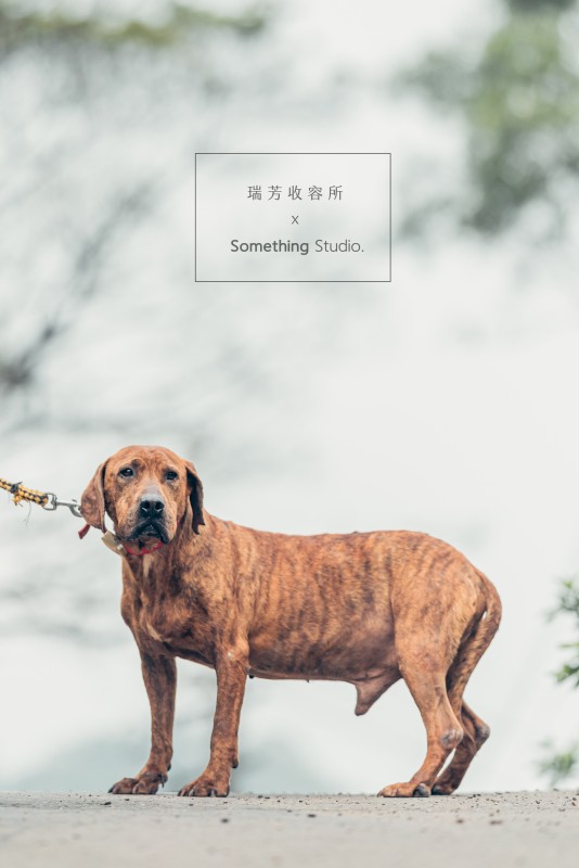 SOMETHINGSTUDIO,三牲工作室,三牲,中途攝影,寵物寫真,寵物攝影,寵物肖像,毛孩,毛孩寫真,汪星人,領養不棄養,領養代替購買,瑞芳收容所,SPCA