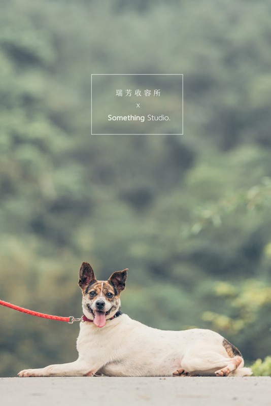 SOMETHINGSTUDIO,三牲工作室,三牲,中途攝影,寵物寫真,寵物攝影,寵物肖像,毛孩,毛孩寫真,汪星人,領養不棄養,領養代替購買,瑞芳收容所,SPCA