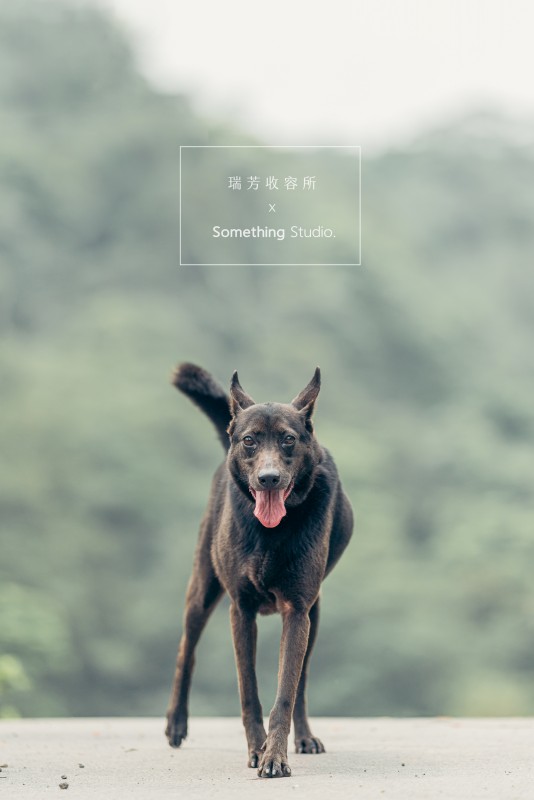 SOMETHINGSTUDIO,三牲工作室,三牲,中途攝影,寵物寫真,寵物攝影,寵物肖像,毛孩,毛孩寫真,汪星人,領養不棄養,領養代替購買,瑞芳收容所,SPCA