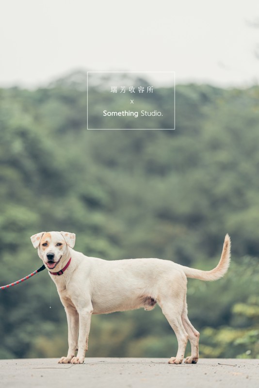 SOMETHINGSTUDIO,三牲工作室,三牲,中途攝影,寵物寫真,寵物攝影,寵物肖像,毛孩,毛孩寫真,汪星人,領養不棄養,領養代替購買,瑞芳收容所,SPCA