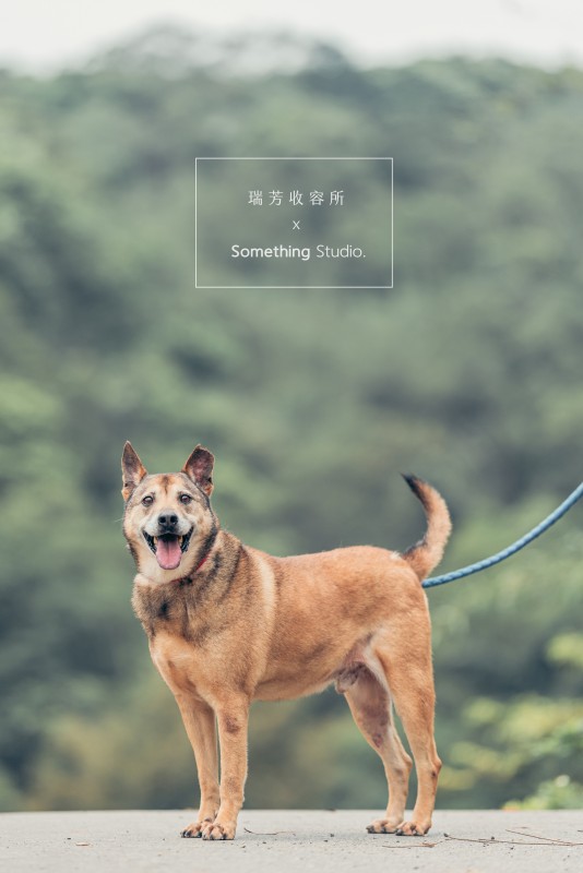 SOMETHINGSTUDIO,三牲工作室,三牲,中途攝影,寵物寫真,寵物攝影,寵物肖像,毛孩,毛孩寫真,汪星人,領養不棄養,領養代替購買,瑞芳收容所,SPCA