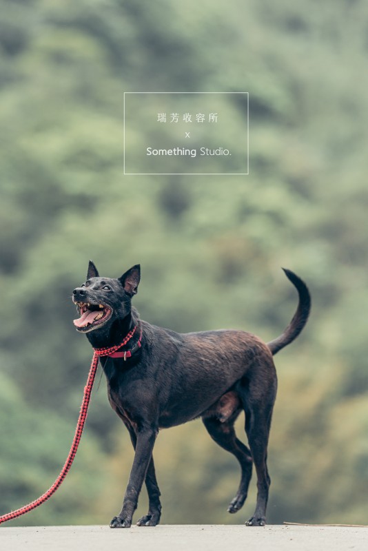 SOMETHINGSTUDIO,三牲工作室,三牲,中途攝影,寵物寫真,寵物攝影,寵物肖像,毛孩,毛孩寫真,汪星人,領養不棄養,領養代替購買,瑞芳收容所,SPCA