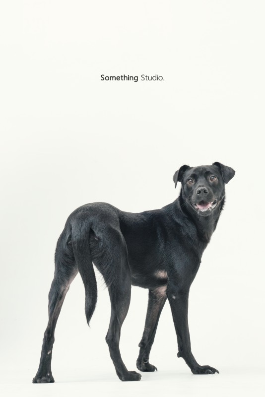 SOMETHINGSTUDIO,三牲工作室,三牲,中途攝影,寵物寫真,寵物攝影,寵物肖像,毛孩,毛孩寫真,汪星人,領養不棄養,領養代替購買