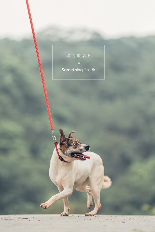 SOMETHINGSTUDIO,三牲工作室,三牲,中途攝影,寵物寫真,寵物攝影,寵物肖像,毛孩,毛孩寫真,汪星人,領養不棄養,領養代替購買,瑞芳收容所,SPCA