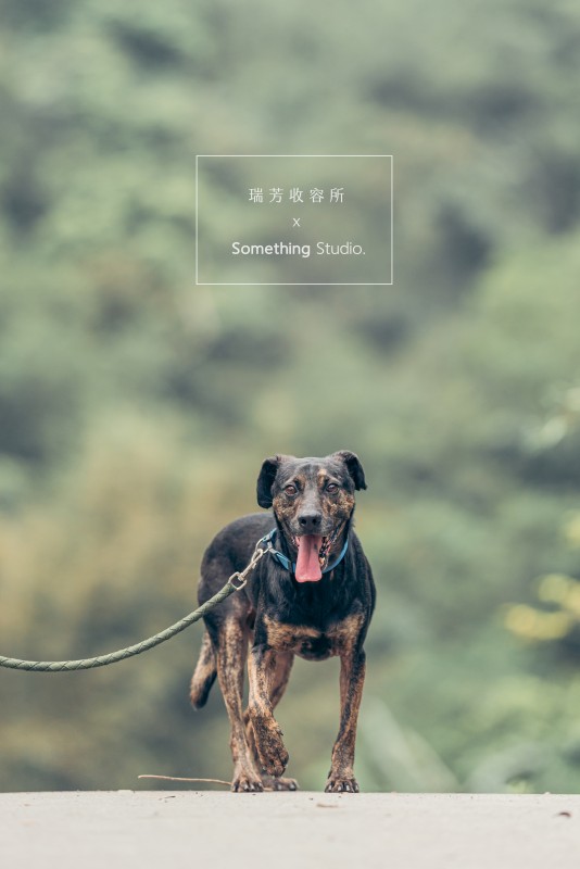 SOMETHINGSTUDIO,三牲工作室,三牲,中途攝影,寵物寫真,寵物攝影,寵物肖像,毛孩,毛孩寫真,汪星人,領養不棄養,領養代替購買,瑞芳收容所,SPCA