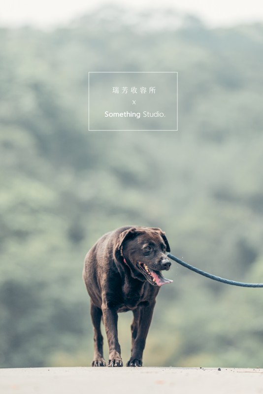 SOMETHINGSTUDIO,三牲工作室,三牲,中途攝影,寵物寫真,寵物攝影,寵物肖像,毛孩,毛孩寫真,汪星人,領養不棄養,領養代替購買,瑞芳收容所,SPCA