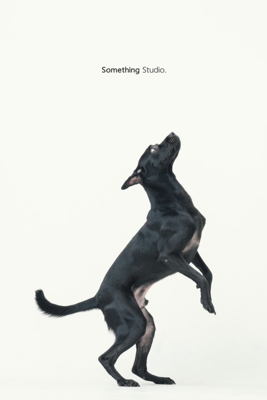 SOMETHINGSTUDIO,三牲工作室,三牲,中途攝影,寵物寫真,寵物攝影,寵物肖像,毛孩,毛孩寫真,汪星人,領養不棄養,領養代替購買