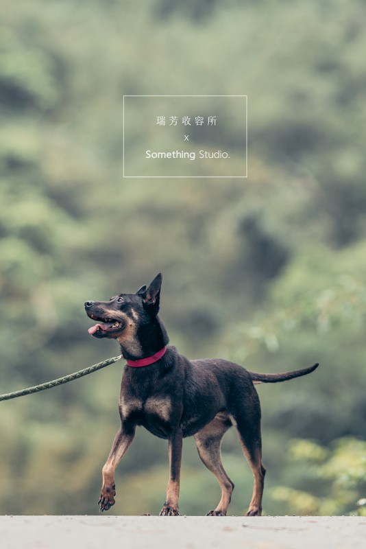 SOMETHINGSTUDIO,三牲工作室,三牲,中途攝影,寵物寫真,寵物攝影,寵物肖像,毛孩,毛孩寫真,汪星人,領養不棄養,領養代替購買,瑞芳收容所,SPCA