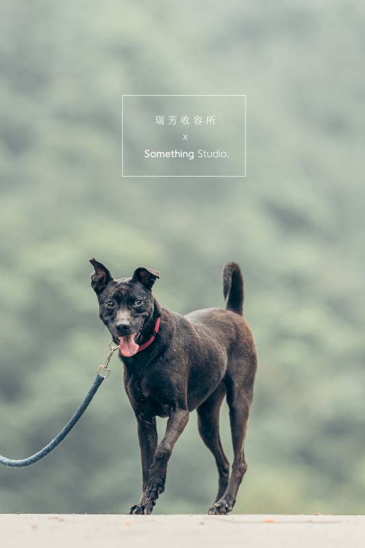 SOMETHINGSTUDIO,三牲工作室,三牲,中途攝影,寵物寫真,寵物攝影,寵物肖像,毛孩,毛孩寫真,汪星人,領養不棄養,領養代替購買,瑞芳收容所,SPCA