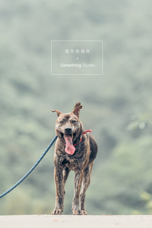 SOMETHINGSTUDIO,三牲工作室,三牲,中途攝影,寵物寫真,寵物攝影,寵物肖像,毛孩,毛孩寫真,汪星人,領養不棄養,領養代替購買,瑞芳收容所,SPCA