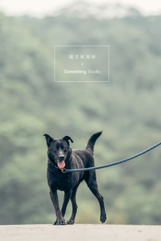 SOMETHINGSTUDIO,三牲工作室,三牲,中途攝影,寵物寫真,寵物攝影,寵物肖像,毛孩,毛孩寫真,汪星人,領養不棄養,領養代替購買,瑞芳收容所,SPCA