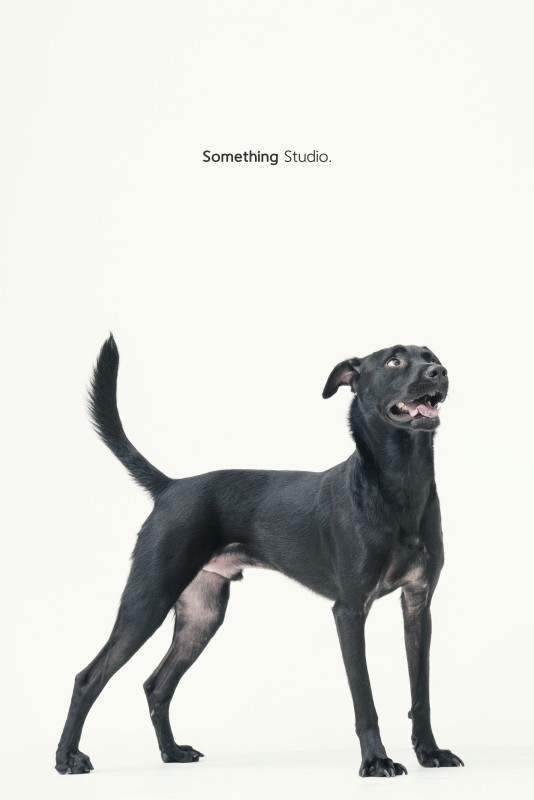 SOMETHINGSTUDIO,三牲工作室,三牲,中途攝影,寵物寫真,寵物攝影,寵物肖像,毛孩,毛孩寫真,汪星人,領養不棄養,領養代替購買