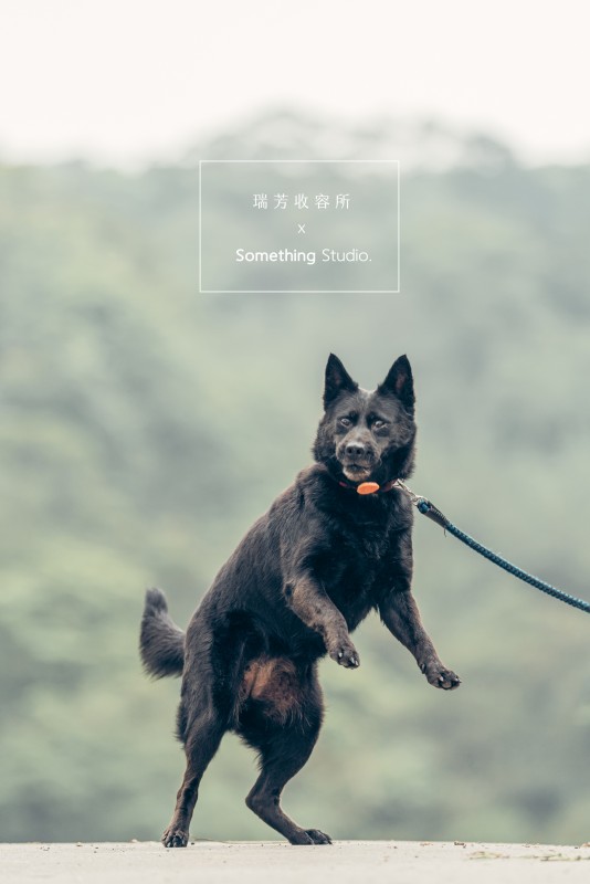 SOMETHINGSTUDIO,三牲工作室,三牲,中途攝影,寵物寫真,寵物攝影,寵物肖像,毛孩,毛孩寫真,汪星人,領養不棄養,領養代替購買,瑞芳收容所,SPCA