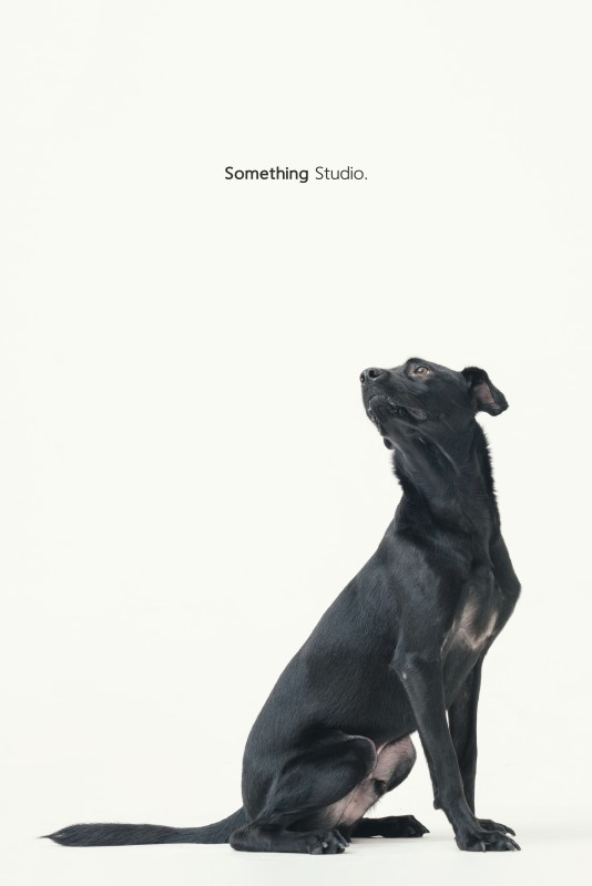 SOMETHINGSTUDIO,三牲工作室,三牲,中途攝影,寵物寫真,寵物攝影,寵物肖像,毛孩,毛孩寫真,汪星人,領養不棄養,領養代替購買