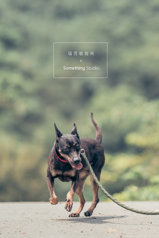 SOMETHINGSTUDIO,三牲工作室,三牲,中途攝影,寵物寫真,寵物攝影,寵物肖像,毛孩,毛孩寫真,汪星人,領養不棄養,領養代替購買,瑞芳收容所,SPCA