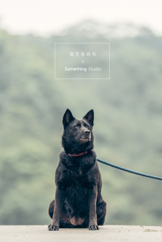 SOMETHINGSTUDIO,三牲工作室,三牲,中途攝影,寵物寫真,寵物攝影,寵物肖像,毛孩,毛孩寫真,汪星人,領養不棄養,領養代替購買,瑞芳收容所,SPCA