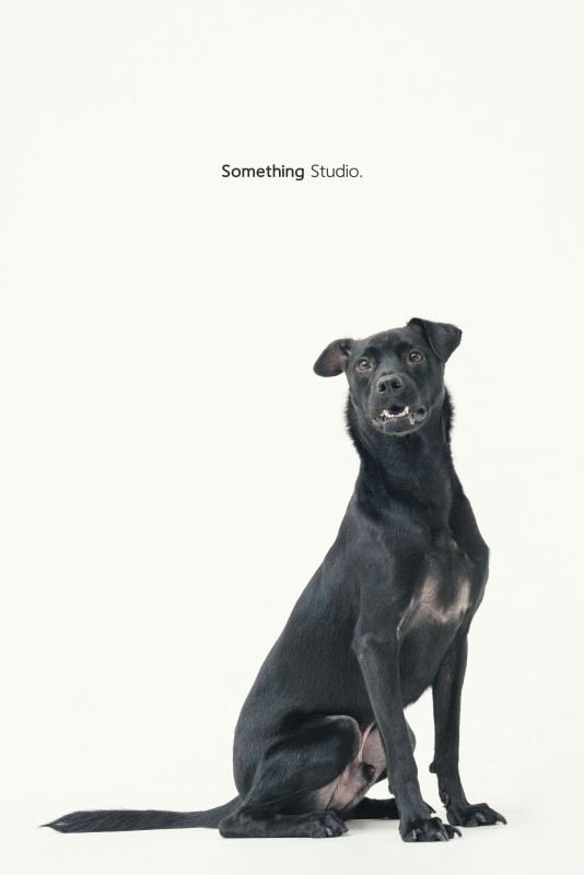 SOMETHINGSTUDIO,三牲工作室,三牲,中途攝影,寵物寫真,寵物攝影,寵物肖像,毛孩,毛孩寫真,汪星人,領養不棄養,領養代替購買