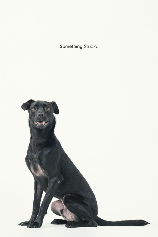 SOMETHINGSTUDIO,三牲工作室,三牲,中途攝影,寵物寫真,寵物攝影,寵物肖像,毛孩,毛孩寫真,汪星人,領養不棄養,領養代替購買