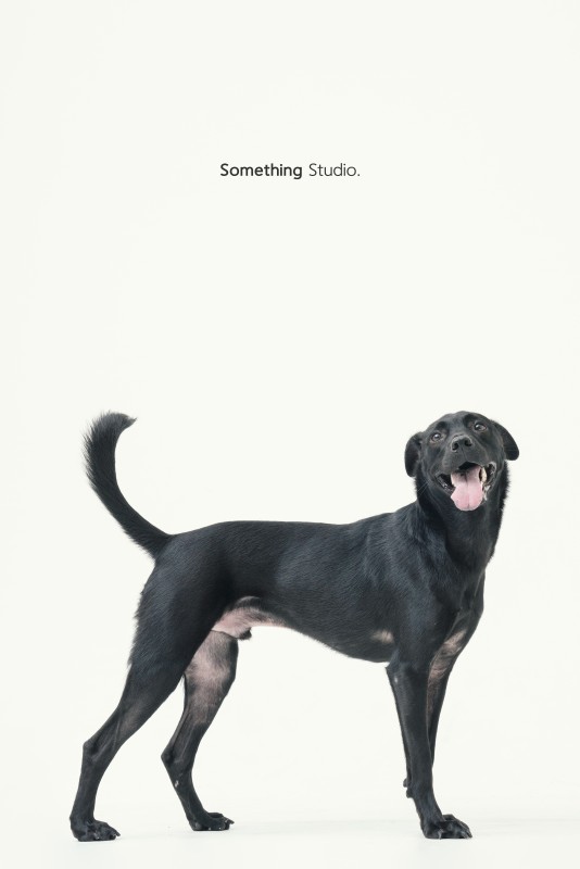 SOMETHINGSTUDIO,三牲工作室,三牲,中途攝影,寵物寫真,寵物攝影,寵物肖像,毛孩,毛孩寫真,汪星人,領養不棄養,領養代替購買