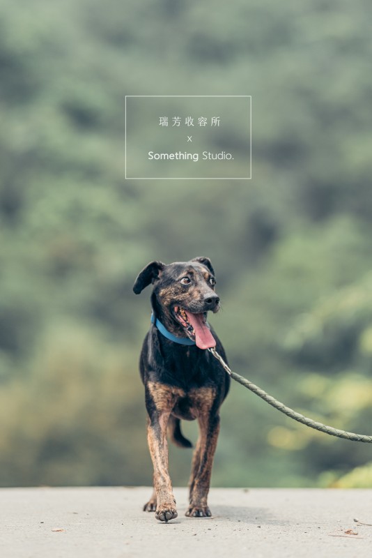 SOMETHINGSTUDIO,三牲工作室,三牲,中途攝影,寵物寫真,寵物攝影,寵物肖像,毛孩,毛孩寫真,汪星人,領養不棄養,領養代替購買,瑞芳收容所,SPCA