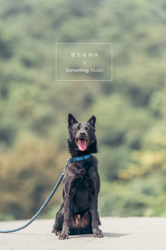 SOMETHINGSTUDIO,三牲工作室,三牲,中途攝影,寵物寫真,寵物攝影,寵物肖像,毛孩,毛孩寫真,汪星人,領養不棄養,領養代替購買,瑞芳收容所,SPCA