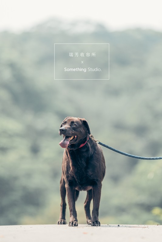SOMETHINGSTUDIO,三牲工作室,三牲,中途攝影,寵物寫真,寵物攝影,寵物肖像,毛孩,毛孩寫真,汪星人,領養不棄養,領養代替購買,瑞芳收容所,SPCA
