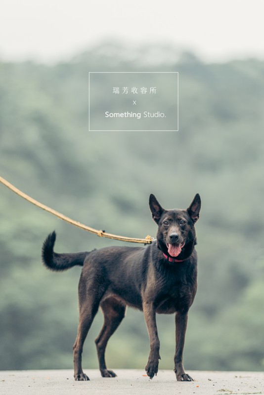 SOMETHINGSTUDIO,三牲工作室,三牲,中途攝影,寵物寫真,寵物攝影,寵物肖像,毛孩,毛孩寫真,汪星人,領養不棄養,領養代替購買,瑞芳收容所,SPCA