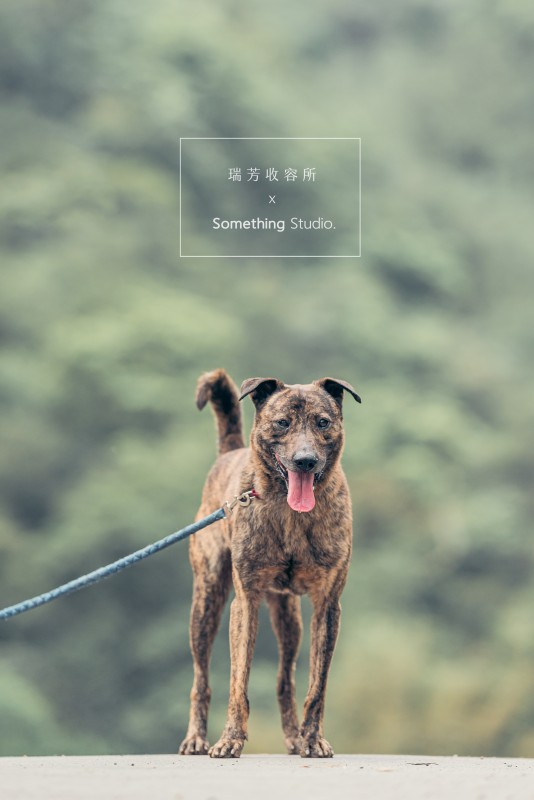 SOMETHINGSTUDIO,三牲工作室,三牲,中途攝影,寵物寫真,寵物攝影,寵物肖像,毛孩,毛孩寫真,汪星人,領養不棄養,領養代替購買,瑞芳收容所,SPCA